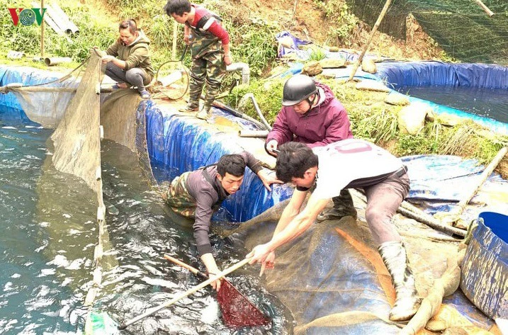 THU HOẠCH CÁ HỒI