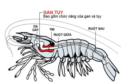 hệ tiêu hóa trên tôm