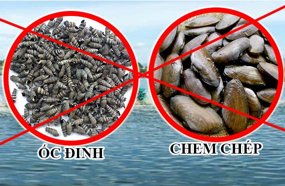 cach diet oc dinh chem chep