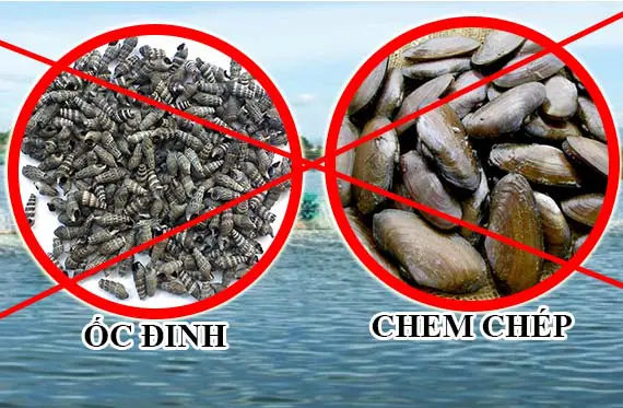 cach diet oc dinh chem chep