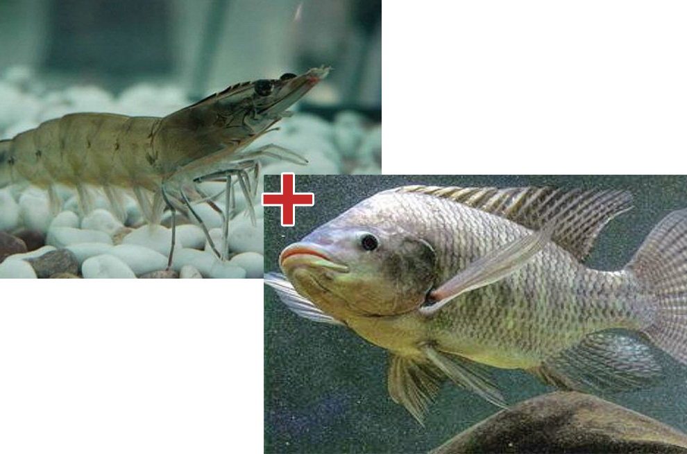 nuôi cá rô phi ao lắng