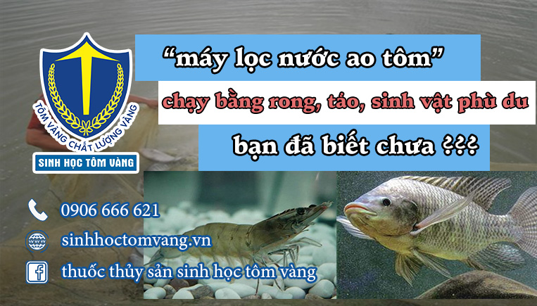 nuôi cá rô phi trong ao rôm