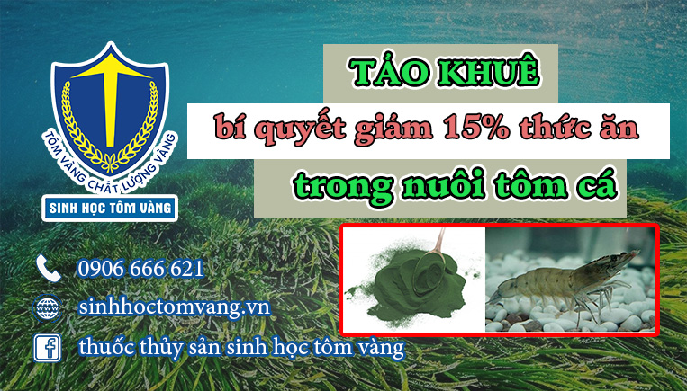 tảo trong nuôi tôm