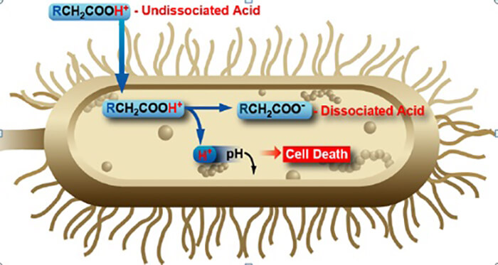 ACID HỮU CƠ