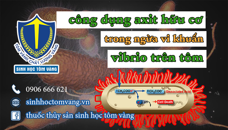 phòng ngừa vibrio trên tôm