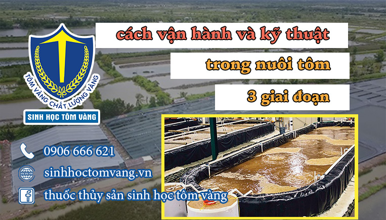 vận hành nuôi tôm 3 giai đoạn