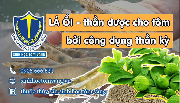 la oi trong nuoi tom