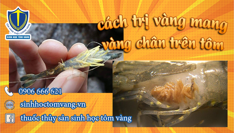tôm vàng mang vàng chân