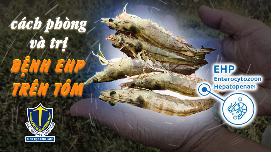 EHP TRÊN TÔM