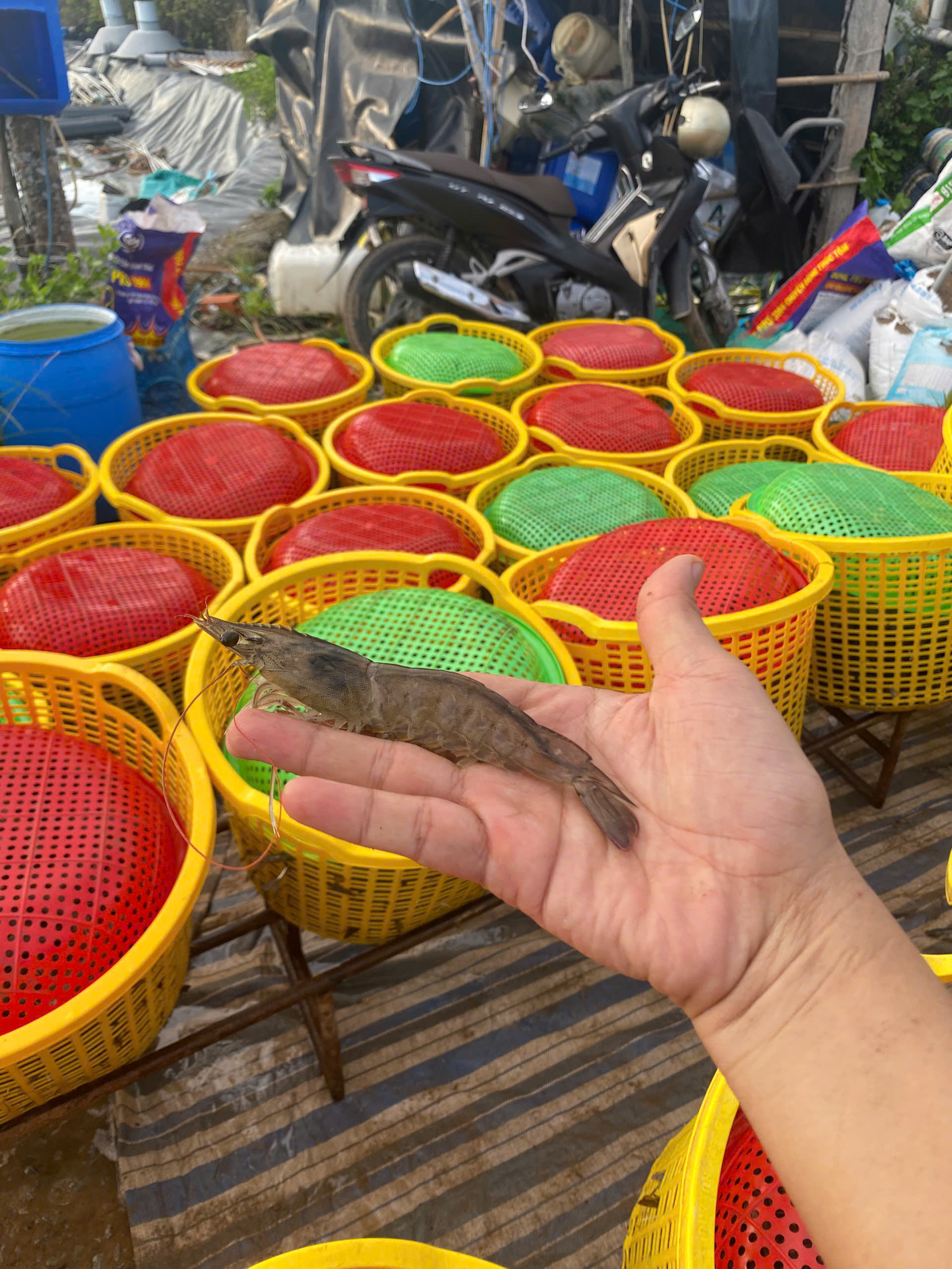 Hình ảnh 15 tấn tôm