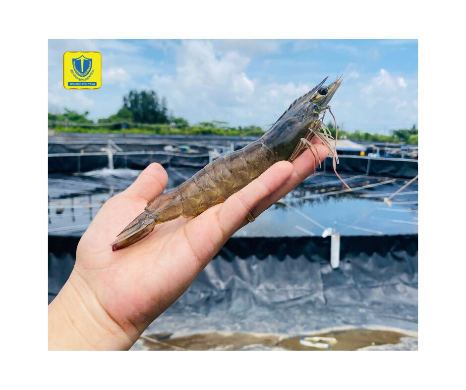 Hiệu quả quy trình nuôi