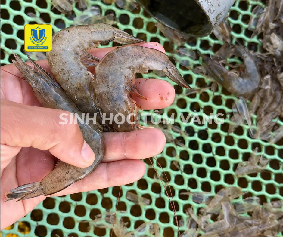 TÔM MỀM VỎ, CONG THÂN, ĐỤC CƠ SAU LỘT