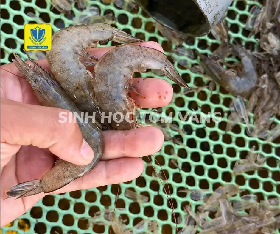 TÔM MỀM VỎ, CONG THÂN, ĐỤC CƠ SAU LỘT 