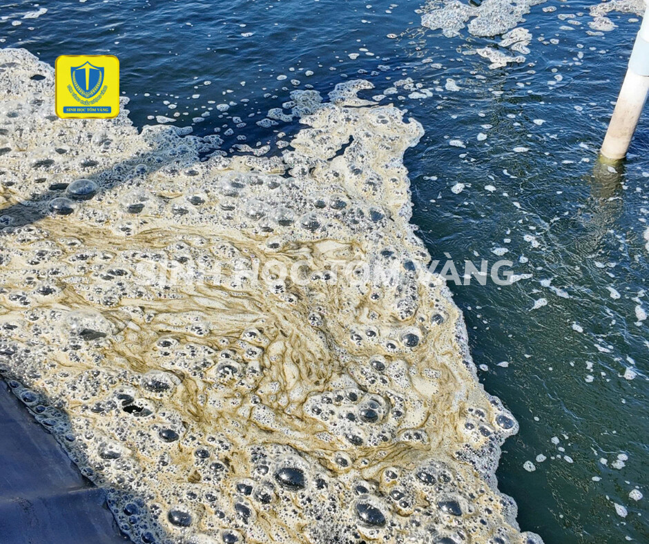 Nước ao tôm bị bọt nhớt, nước cứng