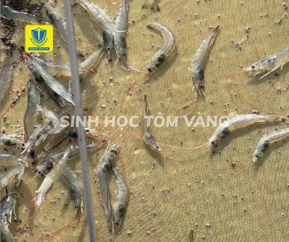 Men Tiêu Hóa Giúp Tôm Hấp Thu Dinh Dưỡng Tốt