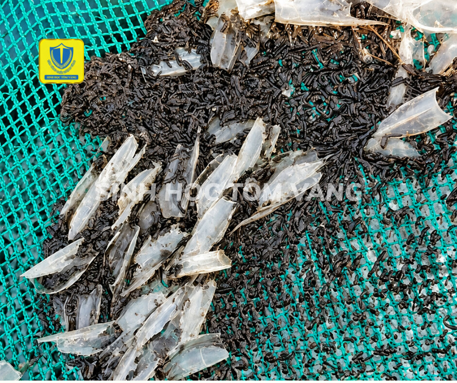 CẢI THIỆN TÔM PHÂN ĐỨT KHÚC BẰNG BIOMOS-S VÀ BIO LACTO