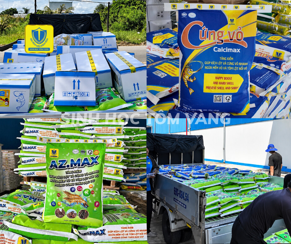 Tôm vàng chủ động cung ứng sản phẩm đến khách hàng